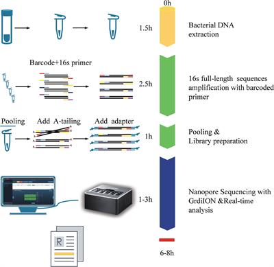 Improved targeting of the 16S rDNA nanopore sequencing method enables rapid pathogen identification in bacterial pneumonia in children